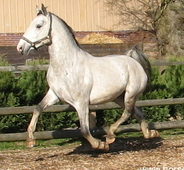 bruno_mtoscana_rigoletta