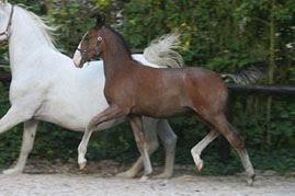 m rigoletta lipizzaner 04